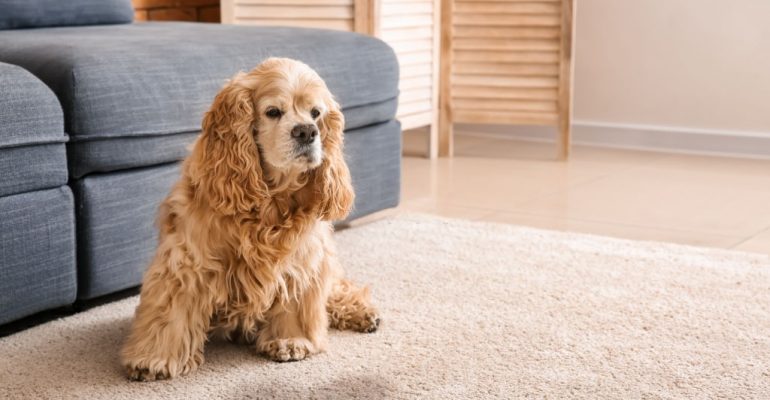 Cute dog near wet spot on carpet